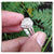 CBR0101 Cincin Perak Berlian